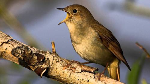 Quel oiseau appartient à la famille des muscicapidae ?
