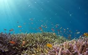 Dans quelle partie du pays se situe la Grande Barrière de Corail, plus grand écosystème au monde ?