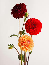 Donnez le nom usuel et le nom botanique de cette fleur ?