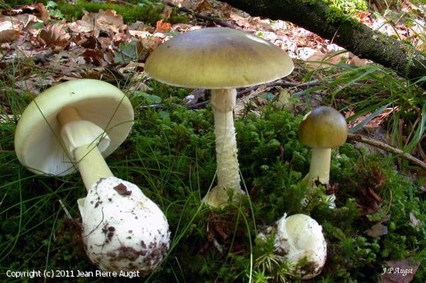 Lequel de ces champignons est particulièrement dangereux ?