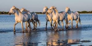 Quelle est la spécificité du cheval de Camargue ?