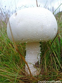 Quel est ce champignon ?