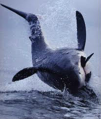 Le requin mako est capable de faire de très grands bonds hors de l'eau, quelle hauteur peuvent-ils atteindre ?