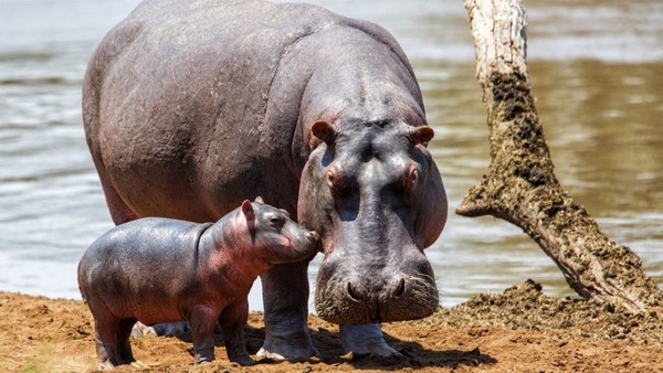 Jusqu’à quelle quantité de végétaux par jour mange un hippopotame adulte ?