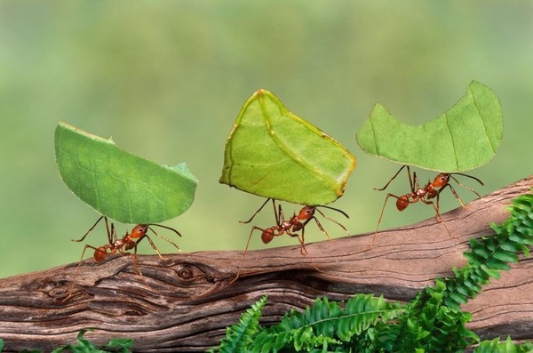 Quels produits chimiques sont utilisés pour faciliter la communication entre les fourmis ?