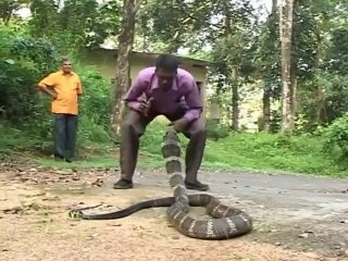 Le cobra royal est le plus grand serpent venimeux du monde, pour protéger ses oeufs, sa femelle est le seul serpent au monde à construire un nid !