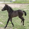 Comment se nomme le bébé femelle du cheval ?