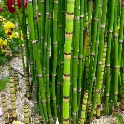 Donnez le nom usuel, le nom botanique et la famille de ce feuillage :