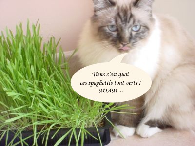 Est-ce que le chat peut manger de l'herbe ?
