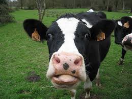 Notre vache dit meuh. Que dit la vache anglaise ?