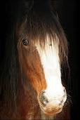 Comment appelle-t-on une longue ligne blanche sur la tête du cheval ?