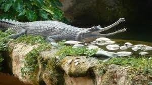 Quelle est la différence entre les gavials et les crocodiles ?