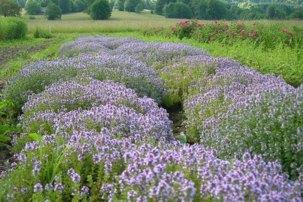 Quelle plante est nommée « Farigoule » en Provence ?