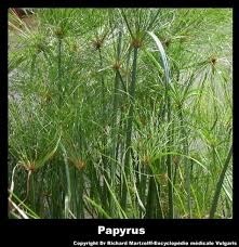 Qu'est-ce que le papyrus ?