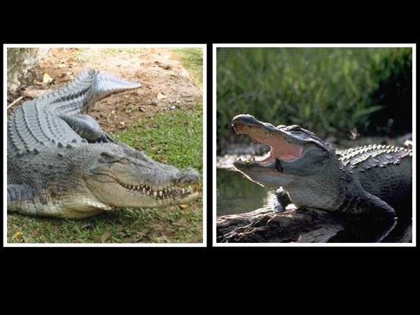 Sur cette photo se trouve un crocodile et un aligator.