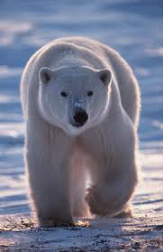 Comment les manchots se protègent-ils des ours polaires ?