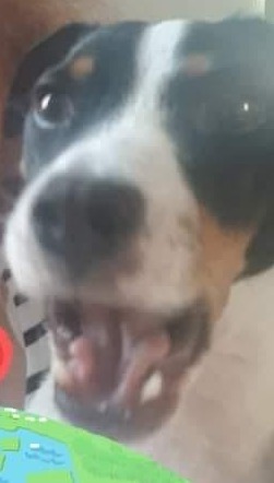 D'où vient le nom de Jack Russell Terrier, créé au XIXème siècle ?