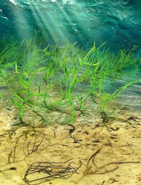 Quand sont apparues les premières algues ?
