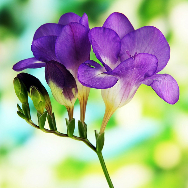 Donnez le nom usuel, le nom botanique et la famille de cette fleur ?