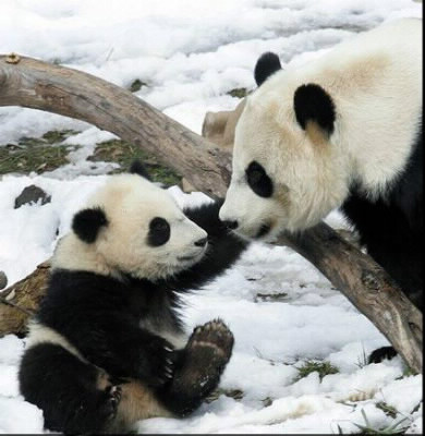 Pourquoi les pandas sont-ils en voie de disparition ?
