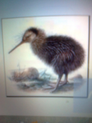 Habitat du kiwi oiseau :