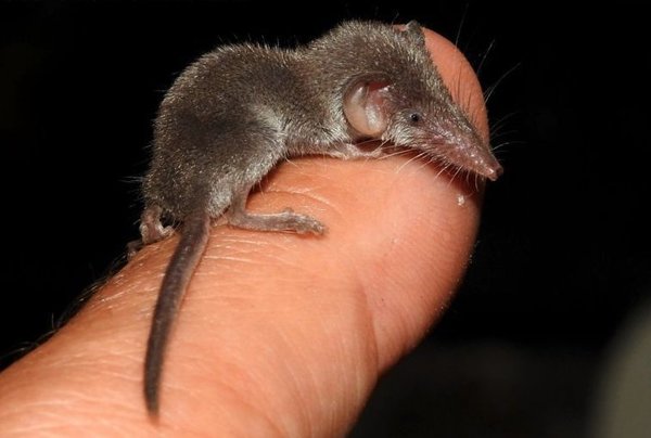 C'est l'un des plus petits mammifères du monde, mais il ne manque pas d'appétit !
