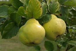 Ce n'est ni une poire ni une pomme mais est-ce un légume ou un fruit ?