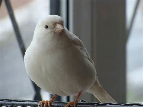 Quel est cet oiseau ?