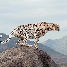 Le guépard est plus rapide que le jaguar et le léopard.
