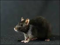 Comment s'appelle le rat de Ron qui est Peter Pettigrow ?