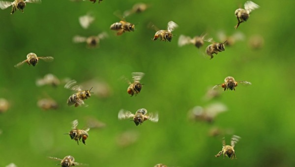 Les abeilles communiquent par des danses dont les chorégraphies et le rythme ont une signification particulière. Qu’indiquent-elles ainsi ?