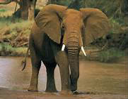 Quel est le poids moyen d'un éléphant ?