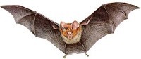 Considere os caracteres a seguir: possui pelos, glândulas mamárias e pulmões. Pelas suas características, podemos considerar o morcego um animal pertencente ao grupo dos: