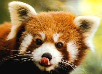 Quelle est la longeur maximum et minimum du panda roux ?