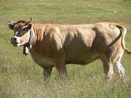 Quelle est cette race de vache ?