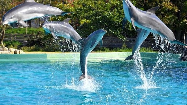 Dans quel aquarium artificiel pouvez-vous voir jouer des dauphins avec leurs dresseurs ?