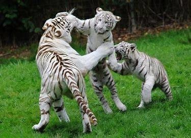 Le tigre blanc est-il menacé ?