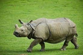 Je vous présente le rhinocéros indien, qui vit en Asie !