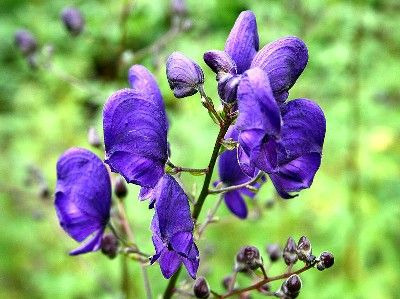 Donnez le nom usuel de cette fleur ?
