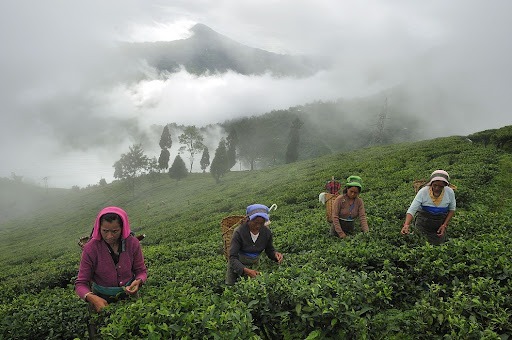 Dans quel pays se trouve la région de Darjeeling, où est produit le thé noir du même nom ?