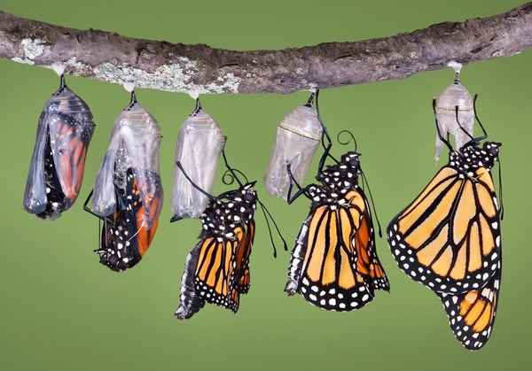 Quelle est la durée moyenne de la métamorphose d'une chenille en papillon ?