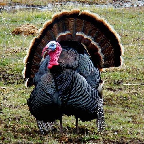 What is the name of the two turkey chosen by Donald Trump ?