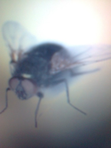 Quel est le nom de cette mouche ?