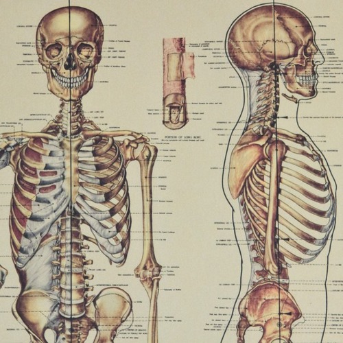 Combien y a-t-il d'os dans le corps humain ?