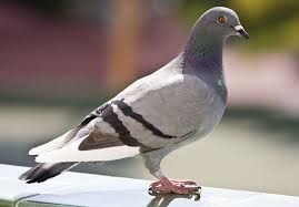 Il est l'ancêtre de tous les pigeons de ville !