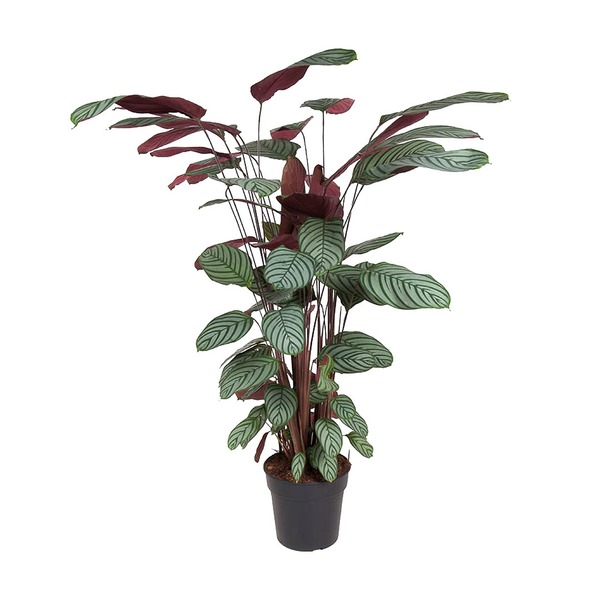 Donnez le nom usuel de cette plante :
