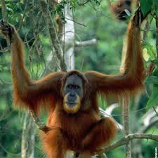 Que signifie le mot "orang outan" en indonésien ?