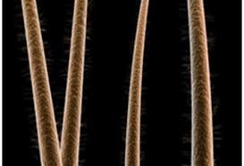 Os capilares são muito pequenos. Quantos são necessários  para igualar a espessura de um fio de cabelo humano