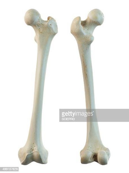 Quel est cet os ?