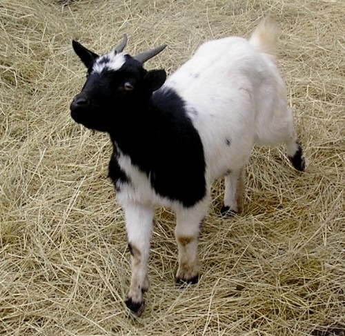 Comment s'appellent les petites chèvres ?